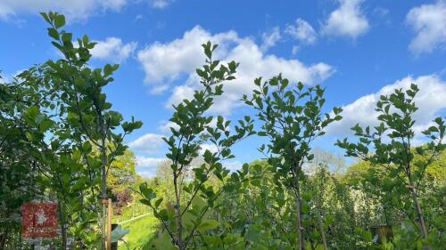 5 CRATAEGUS SPLENDENS TREES