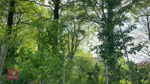 5 MIXED CRATAEGUS ORNAMNETAL TREES