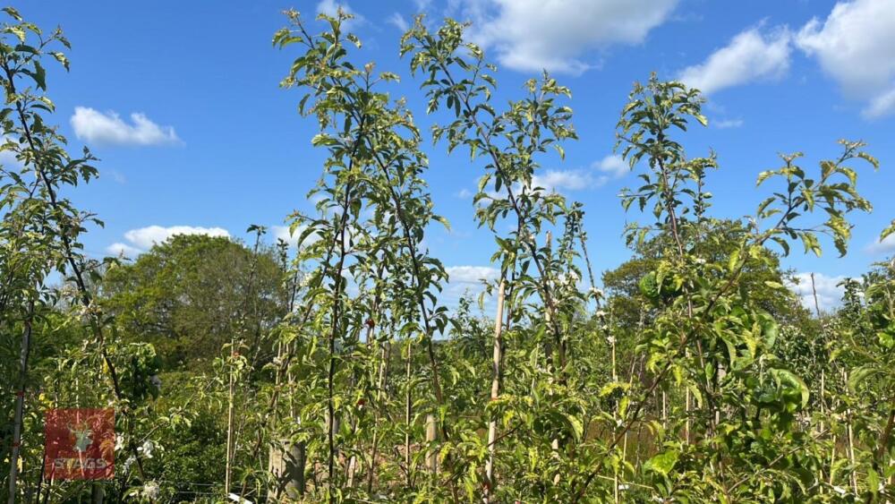 5 MALUS THORNHAYES TANSY TREES