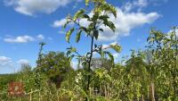 5 MALUS THORNHAYES TANSY TREES - 9