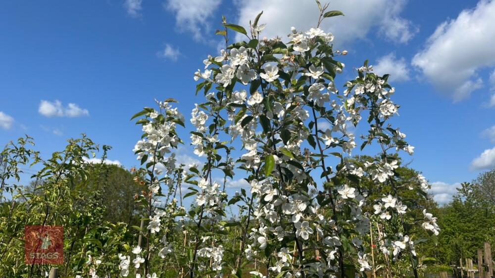 5 MALUS HUPEHNSIS TREES