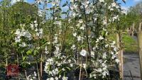 5 MALUS HUPEHNSIS TREES - 2