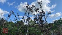 5 MALUS RJ FULCHER TREES