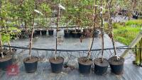 5 MALUS RJ FULCHER TREES - 3