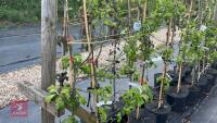 5 MALUS GARDENERS GOLD TREES - 2