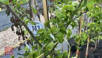 5 MALUS GARDENERS GOLD TREES - 5