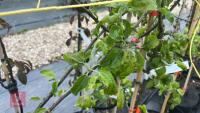 5 MALUS GARDENERS GOLD TREES - 6