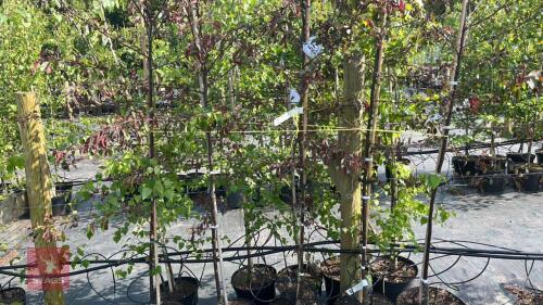 5 MALUS RJ FULCHER TREES