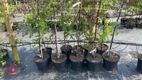 5 MALUS RJ FULCHER TREES - 6