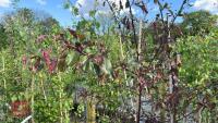 5 MALUS RJ FULCHER TREES - 10