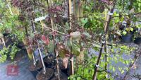 5 MALUS RJ FULCHER TREES - 11