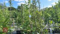 5 MALUS EVERSTE TREES - 2