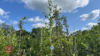 5 MALUS EVERSTE TREES - 3