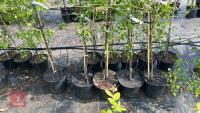 5 MALUS EVERSTE TREES - 5