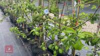 5 MALUS GARDENERS GOLD TREES - 2