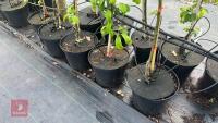 5 MALUS GARDENERS GOLD TREES - 3