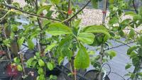 5 MALUS GARDENERS GOLD TREES - 4