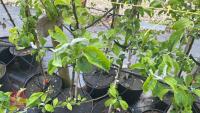 5 MALUS GARDENERS GOLD TREES - 5