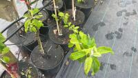 5 MALUS GARDENERS GOLD TREES - 6