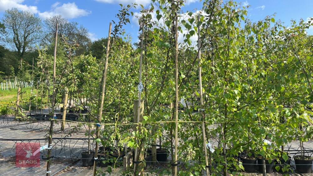 5 MALUS EVERSTE TREES