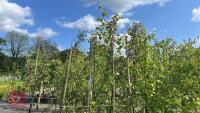 5 MALUS EVERSTE TREES - 2