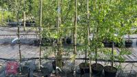 5 MALUS EVERSTE TREES - 3