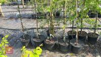 5 MALUS EVERSTE TREES - 4