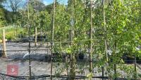 5 MALUS EVERSTE TREES - 5