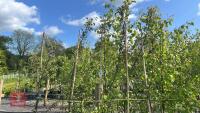 5 MALUS EVERSTE TREES - 6