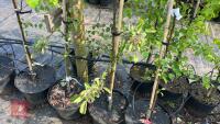 5 MALUS EVERSTE TREES - 7