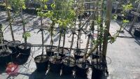 5 MIXED FRUIT TREES - 4