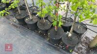 5 MALUS GARDENERS GOLD TREES - 3