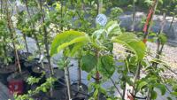 5 MALUS GARDENERS GOLD TREES - 4