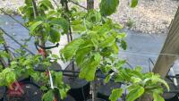 5 MALUS GARDENERS GOLD TREES - 5