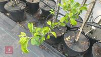 5 MALUS GARDENERS GOLD TREES - 6