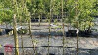 5 MALUS EVERSTE TREES