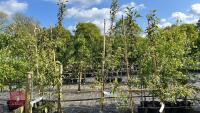 5 MALUS EVERSTE TREES - 2