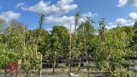 5 MALUS EVERSTE TREES - 3