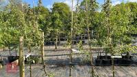 5 MALUS EVERSTE TREES - 4