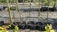 5 MALUS EVERSTE TREES - 5