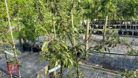 5 MALUS EVERSTE TREES - 6