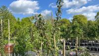 5 MALUS EVERSTE TREES - 7