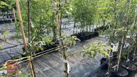 5 MALUS EVERSTE TREES - 9