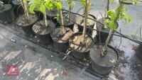 5 MALUS GARDENERS GOLD TREES - 3