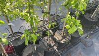 5 MALUS GARDENERS GOLD TREES - 4