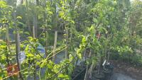 5 MALUS GARDENERS GOLD TREES - 5