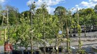 5 MALUS EVERSTE TREES - 2