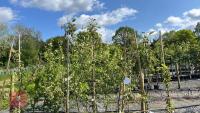 5 MALUS EVERSTE TREES - 3