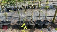 5 MALUS EVERSTE TREES - 4