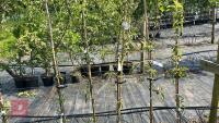 5 MALUS EVERSTE TREES - 5